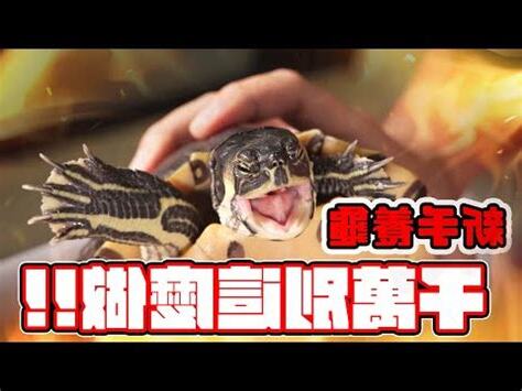 為什麼 家裡 不能養烏龜